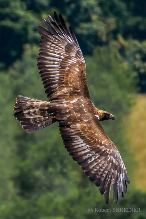 Falcon Images Peregrine Falcon Vs Golden Eagle Speed