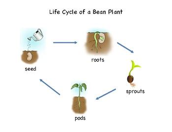 Life Cycle of a Bean Plant by Montessori Tails | TpT