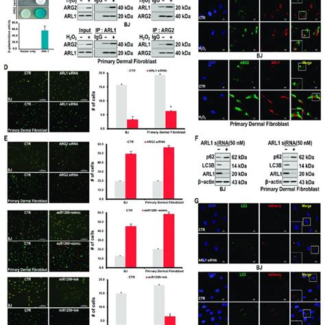 H 2 O 2 Induced Cell Senescence In Skin Fibroblast Cells Cells Were