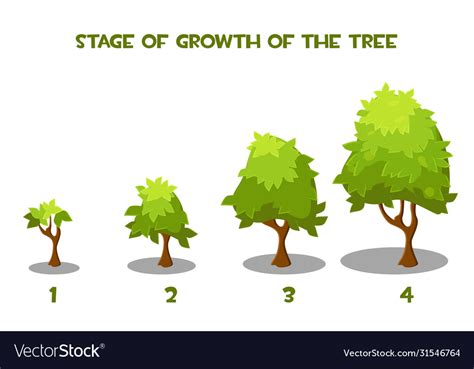 Cartoon tree growth stages Royalty Free Vector Image