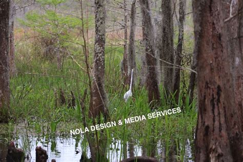 Cajun Bayou Swamp in Louisiana | Wildlife photography, Bayou, Wildlife