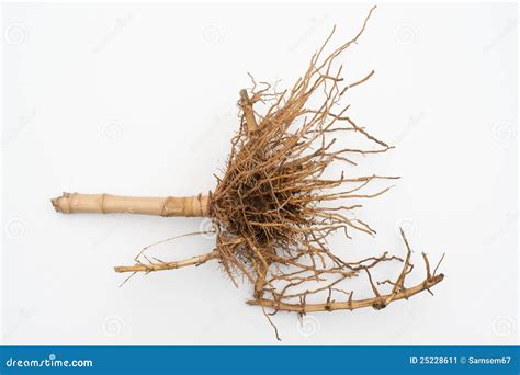 Root Of Bamboo Stock Image - Image: 25228611