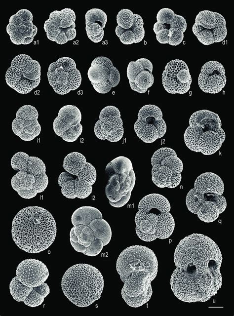 Selected Planktonic Foraminifera Identified In The Latest Miocene Delta