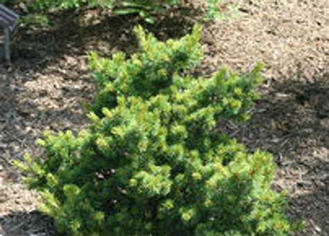 Pinus Parviflora Hagoromo Dwarf Japanese White Pine Kigi Nursery