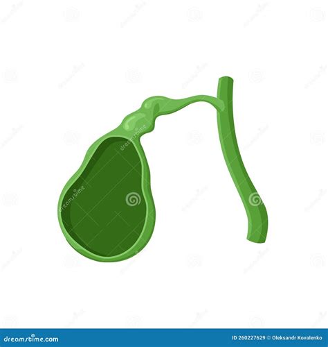 Gallbladder Anatomy Poster Cartoon Vector CartoonDealer 251825047