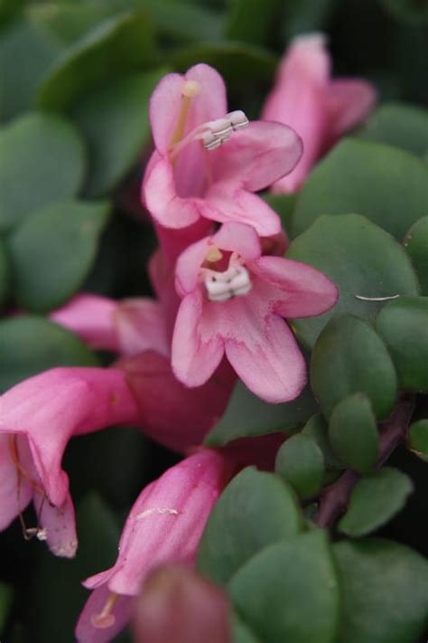 Aeschynanthus ‘thai Pink Pink Lipstick Plant 2″ Pot Gardino Nursery