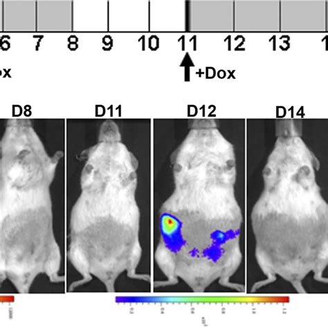 Dox Induced Transgene Expression In Blastocysts And Preselection Of