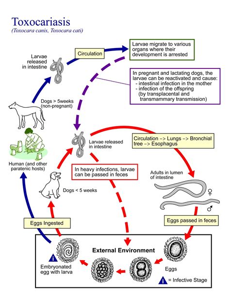 Roundworm Life Cycle