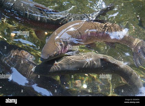 Salmon Hatchery Hi Res Stock Photography And Images Alamy