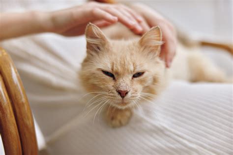 Ailurofobia O Fobia Gatos Qué La Produce Y Cuáles Son Sus Síntomas