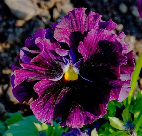 Flor De Pensamiento Comestible Una Delicia Para El Paladar TeleFlor