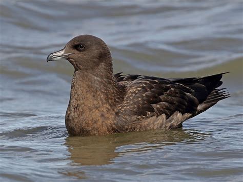 Nagy halfarkas - eBird