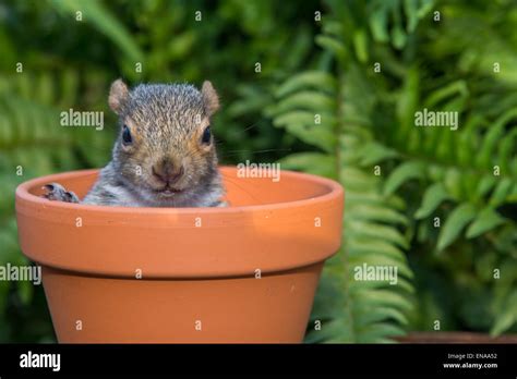 Baby Gray Squirrel Stock Photo - Alamy