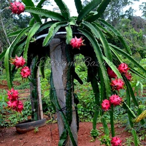 Muda De Pitaya Vermelha Muda Encorpada Elo7 Produtos Especiais