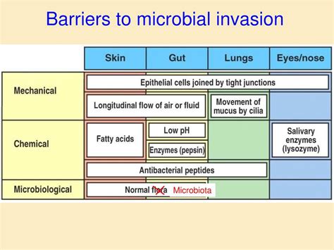 The Innate Immune Response Ppt Download