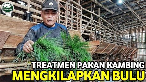 Manfaat Daun Pinus Untuk Pakan Hijauan Kambing Youtube