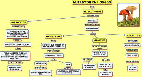 Nutrici N En Reino Vegetal Web Itif Centrobiologia