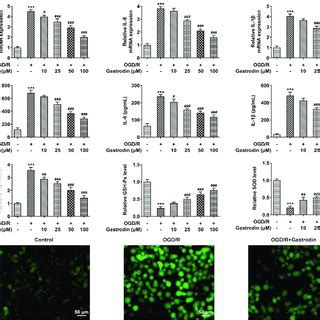 Gastrodin Suppressed OGD R Induced R28 Cells Apoptosis A R28 Cell