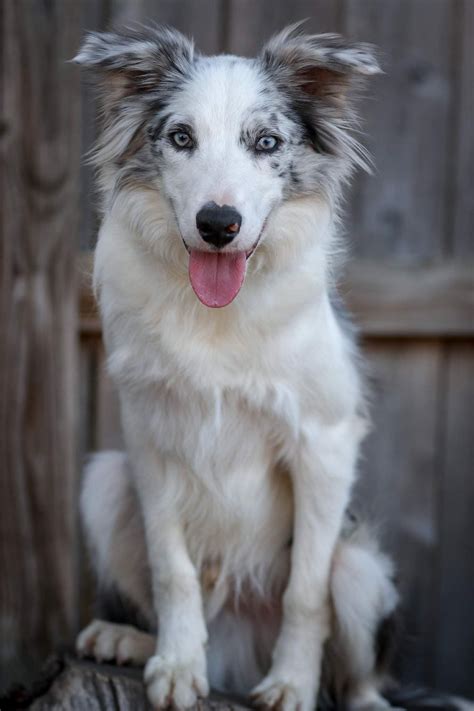 Rare Border Collie Colors & Patterns - Merle, Slate, Sable & More!