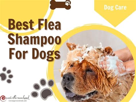 10 Best Flea Shampoo For Dogs To Ensure Their Well-Being