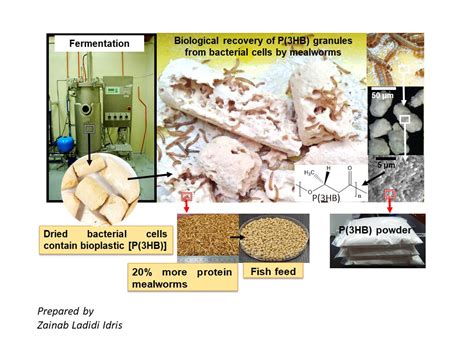 Graphical Abstract The Ecobiomaterial Laboratory