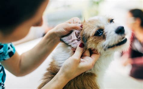 Hearing Dogs – transforming the lives of deaf people - First Aid for Pets