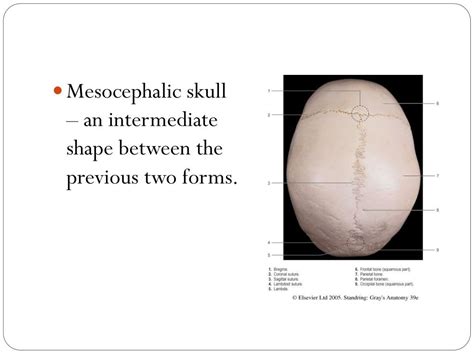 PPT - Functional anatomy of skull PowerPoint Presentation - ID:416189