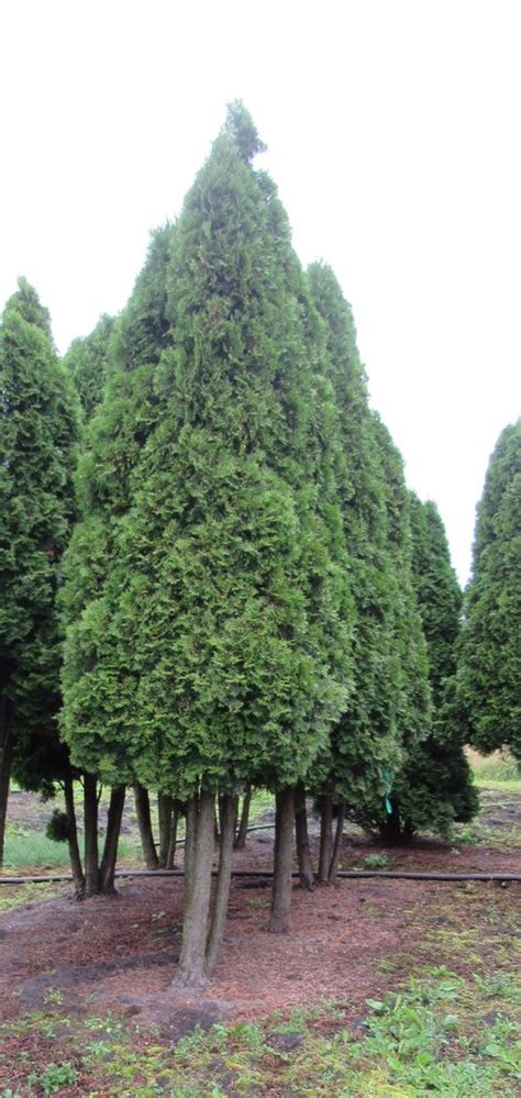 Edel Lebensbaum Smaragd H Cm Thuja Bestellen Der Pflanzenprofi