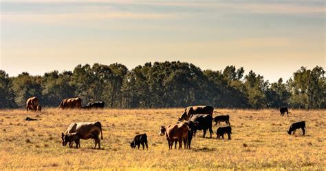 LIVESTOCK CARE DURING DROUGHT EverGRO