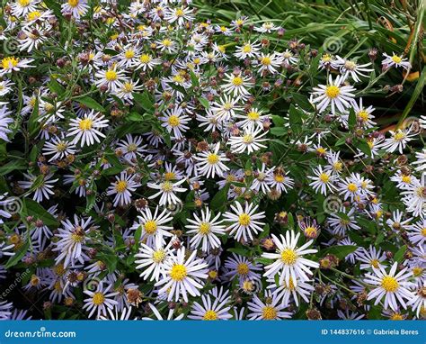 Hairy White Oldfield Aster Symphyotrichum Pilosum Flowers Growing In