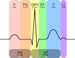 EKG Kurs für Isabel Mit Online Zugang Trappe Hans Joachim Schuster