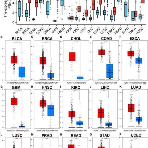 Pan Cancer Analysis Of Rrm Expression A Rrm Expression Analysis