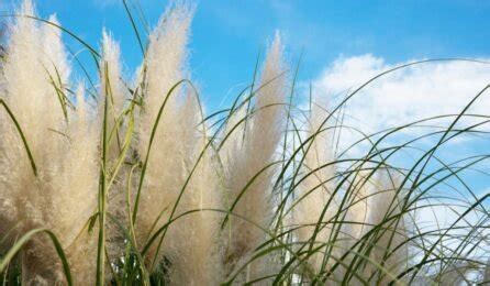 How to grow and care for Pampas Grass?