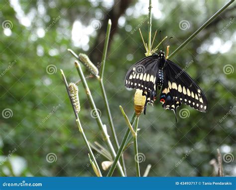 Zebra Swallowtail Butterfly Life Cycle