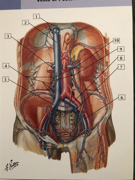 Veins Of Posterior Abdominal Wall Diagram Quizlet