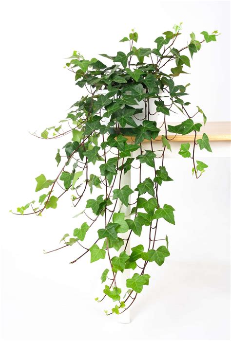 Plants That Dont Need Soil