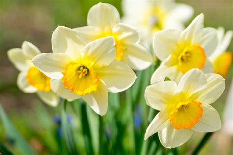 Gardening Tips For March Knights Garden Centres