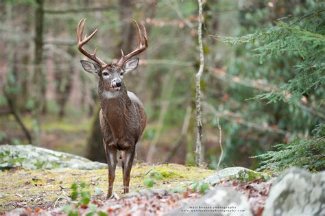 Professional Whitetail Deer Photography | Matt Hansen