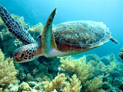 Conheça as 5 espécies de tartarugas marinhas do Brasil Pensamento Verde