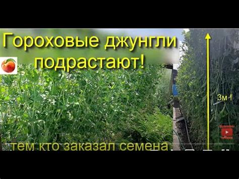 Высокорослый горох Гороховые джунгли Интересный сорт спаржевого гороха ...