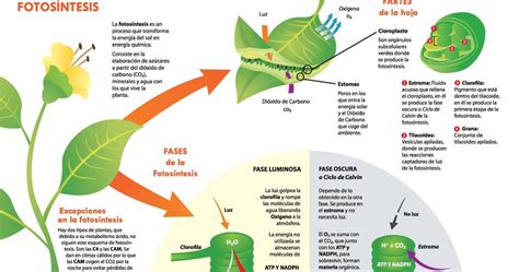 Fotosíntesis: fase luminosa, fosforilación acíclica, fase luminosa ...