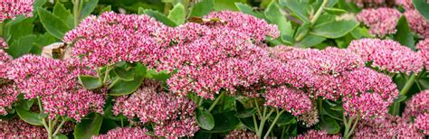 How to grow and care for Sedums | Love The Garden