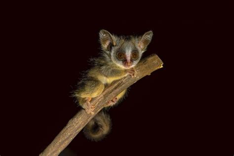 35 Fascinating Bushbabies Facts