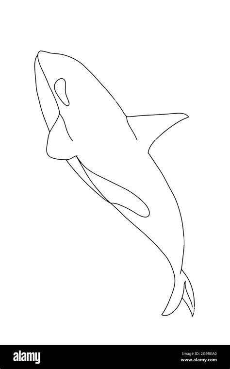 Cartoon orca,killer whale illustration drawing.Line art.Coloring Stock Photo - Alamy