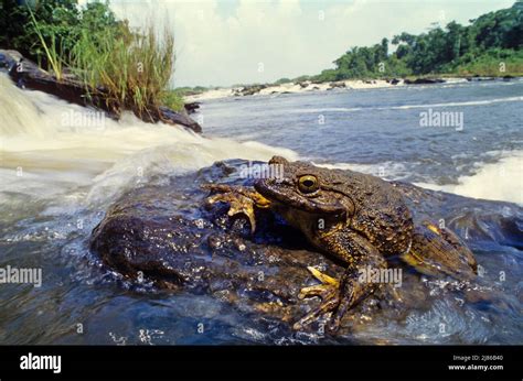 Goliath frog (Conraua goliath), South Cameroon Stock Photo - Alamy