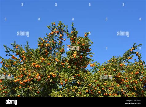 Orange Trees Costa Blanca Hi Res Stock Photography And Images Alamy