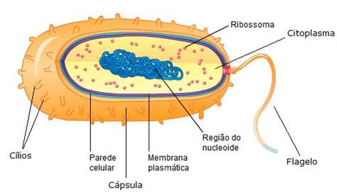 A Célula Bio Nature