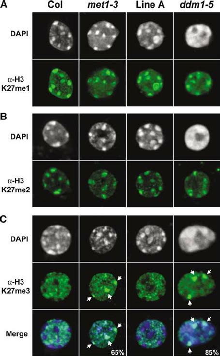 Reduction In Dna Methylation Affected The Distribution Of H3k27me3 But