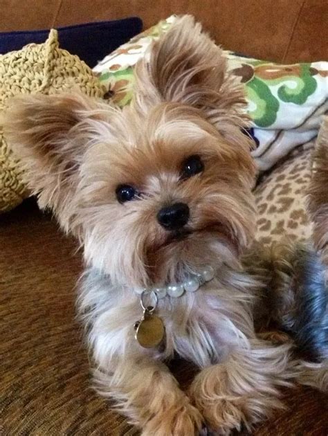 Yorkie haircuts pictures coolest yorkshire terrier haircuts – Artofit