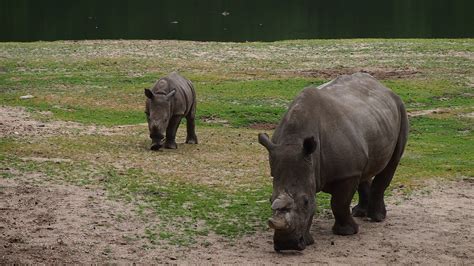 Download Free Photo Of Rhino Rhino Young Steppe Big Game Rhinoceros